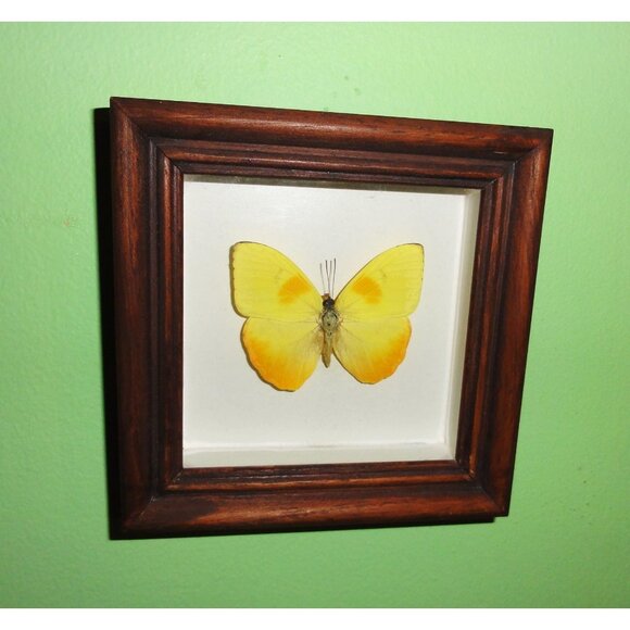 Vintage Wood Framed Orange Sulphur Butterfly oddity curiosity insect bug - Picture 1 of 13
